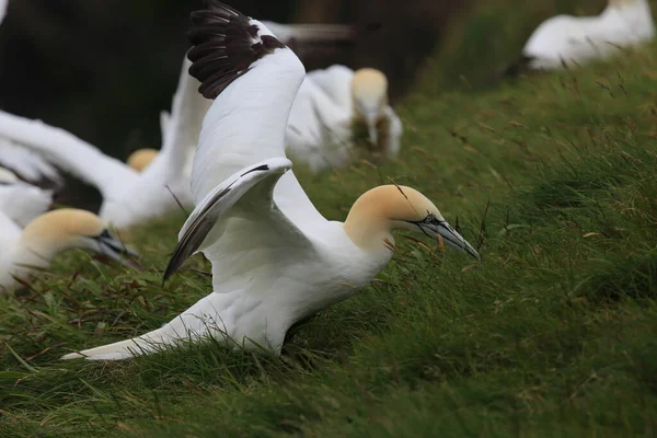 Gannet Septentrional Morus Bassanus Runde Noruega — Foto de Stock