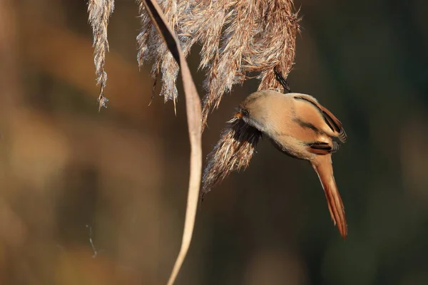 Reedling Barbudo Tit Barbudo Panurus Biarmicus Baden Wuerttemberg Alemanha — Fotografia de Stock