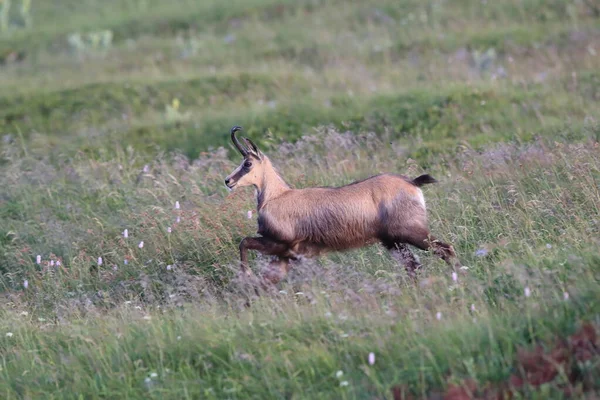 Chamois Rupicapra Rupicapra Siedlisku Przyrodniczym Wogezie Francja — Zdjęcie stockowe