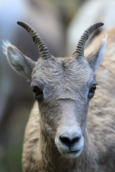 Bighorn Sheep Yellowstone — Fotografia de Stock