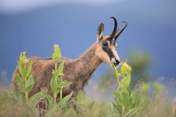 Chamois Rupicapra Rupicapra Habitat Natural Vosges Mountains França — Fotografia de Stock