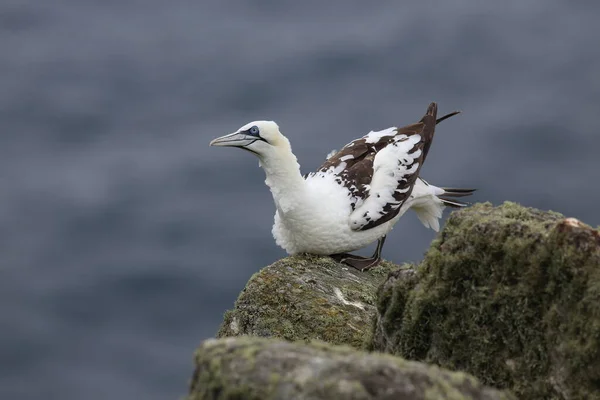 Gannet Septentrional Morus Bassanus Runde Noruega — Foto de Stock