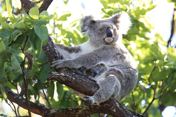 Baba Koala Anya Egy Rágógumifán Mágneses Szigeten Queensland Ausztrália — Stock Fotó