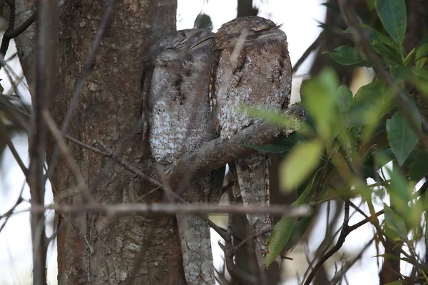 Tawny Frogmouth Podargus Strigoides Daintree Rainforest Queensland Austrália — Fotografia de Stock