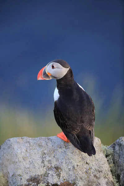 Papageitaucher Oder Papageitaucher Fratercula Arctica Norwegen — Stockfoto