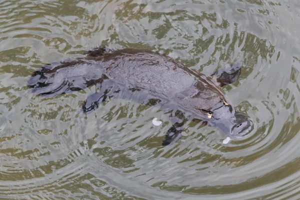 Утконос Плавающий Ручье Национального Парка Eungella Квинсленд Австралия — стоковое фото