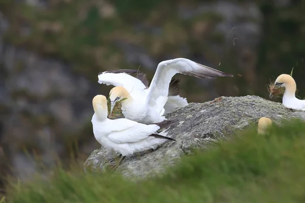 Gannet Septentrional Morus Bassanus Runde Noruega — Foto de Stock