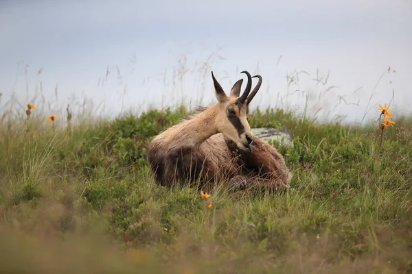 Chamois Rupicapra Rupicapra Siedlisku Przyrodniczym Wogezie Francja — Zdjęcie stockowe