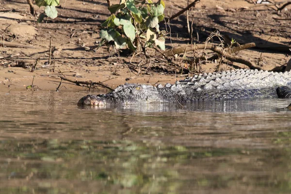 Australian Saltwater Crocodile Daintree River Queensland Austrália — Fotografia de Stock