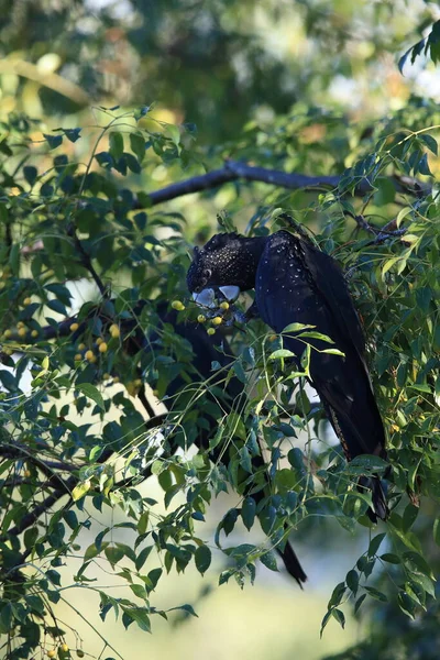 Rödstjärtad Svart Kakadua Calyptorhynchus Banksii Den Naturliga Livsmiljön Queensland Australien — Stockfoto