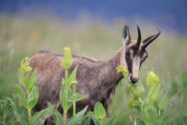 Chamois Rupicapra Rupicapra Habitat Natural Vosges Mountains França — Fotografia de Stock