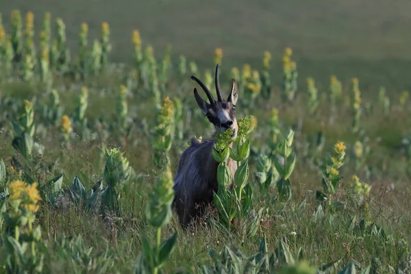 Chamois Rupicapra Rupicapra Siedlisku Przyrodniczym Wogezie Francja — Zdjęcie stockowe