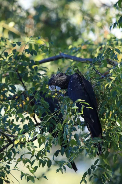 Cacatua Nero Coda Rossa Calyptorhynchus Banksii Nell Habitat Naturale Queensland — Foto Stock