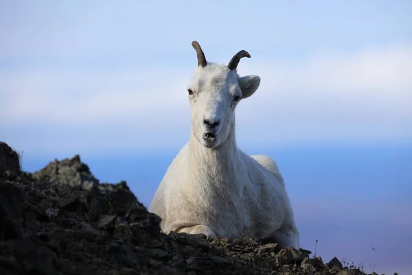 Dalls Sheep Ewe Ovis Dalli Denali National Park Alaska — 스톡 사진