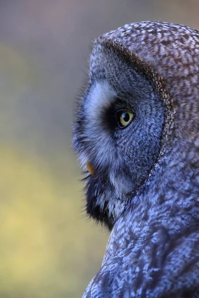 Hibou Gris Strix Nebulosa Suède — Photo