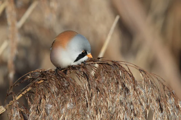 Bearded Reedling Bearded Tit Panurus Biarmicus Baden Wuerttemberg Germany — Stok fotoğraf