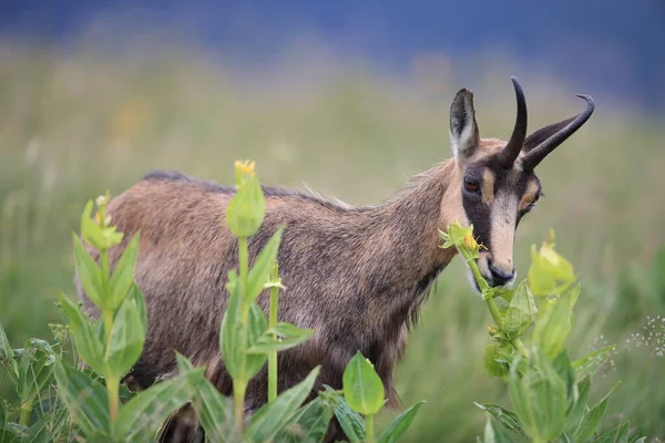 Chamois Rupicapra Rupicapra Nell Habitat Naturale Vosges Mountains Francia — Foto Stock