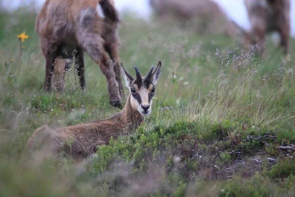 Chamois Rupicapra Rupicapra Hábitat Natural Montañas Vosgos Francia —  Fotos de Stock