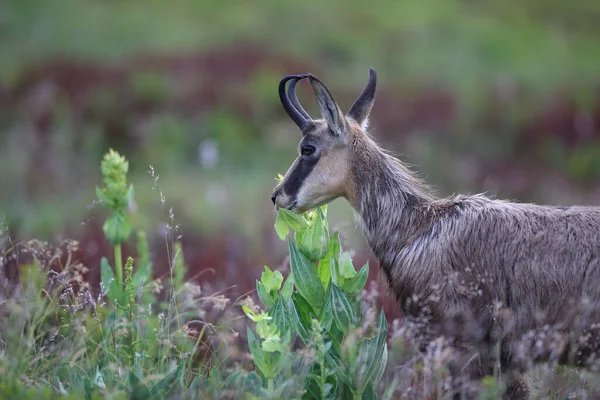 Chamois Rupicapra Rupicapra Nell Habitat Naturale Vosges Mountains Francia — Foto Stock