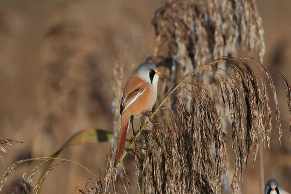 Bearded Reedling Bearded Tit Panurus Biarmicus Baden Wuerttemberg Germany — Stockfoto