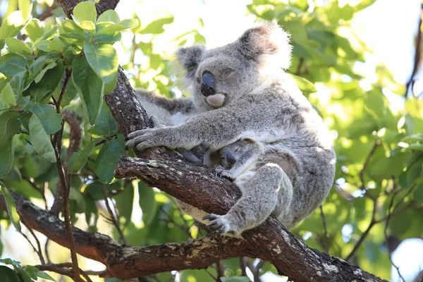 Dziecko Koala Matka Siedzi Gumie Drzewa Magnetic Island Queensland Australia — Zdjęcie stockowe