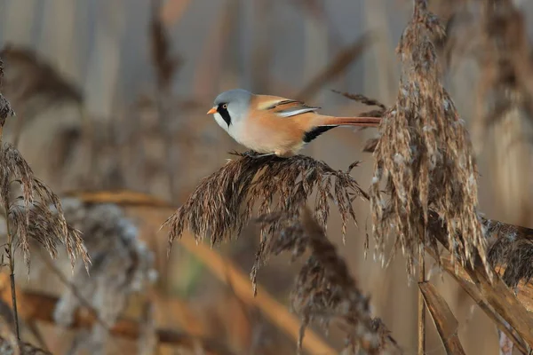 Bearded Reedling Bearded Tit Panurus Biarmicus Baden Wuerttemberg Germany — Stockfoto