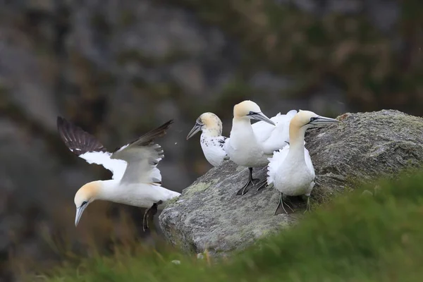 Nördliche Gannet Morus Bassanus Insel Runde Norwegen — Stockfoto