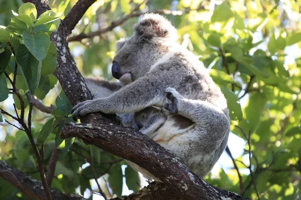 Bebê Coala Mãe Sentados Uma Árvore Gengiva Magnetic Island Queensland — Fotografia de Stock