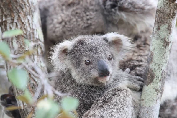 Koala Selvagem Seu Bebê Sentado Uma Árvore Magnetic Island Queensland — Fotografia de Stock