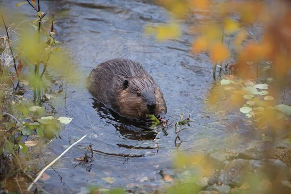 Κάστορας Της Βόρειας Αμερικής Castor Canadensis Φαγητό Αλάσκα Ηπα — Φωτογραφία Αρχείου