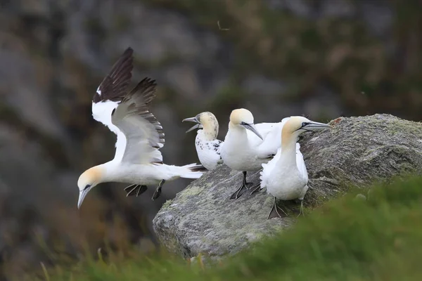 Nördliche Gannet Morus Bassanus Insel Runde Norwegen — Stockfoto