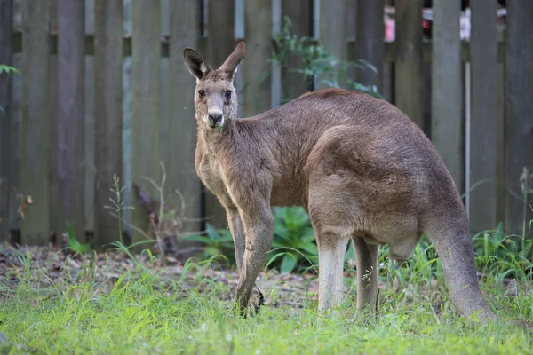 Eastern Grey Kangaroo Macropus Giganteus Morning Food Intake Natural Habitat — Stock Photo, Image