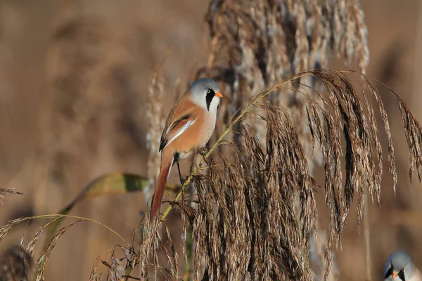 Бердянск Panurus Biarmicus Германия — стоковое фото