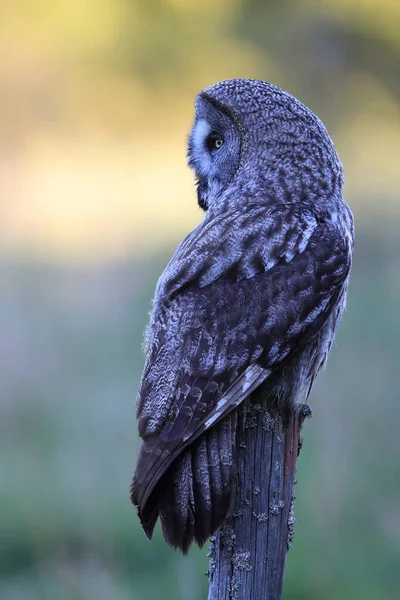 Great Grey Owl Strix Nebulosa Sweden — Stock Photo, Image