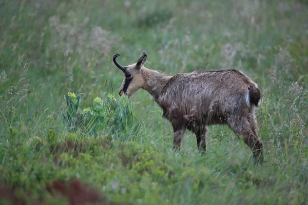 Chamois Rupicapra Rupicapra Siedlisku Przyrodniczym Wogezie Francja — Zdjęcie stockowe