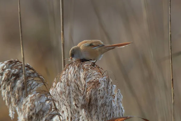 Bearded Reedling Bearded Tit Panurus Biarmicus Baden Wuerttemberg Germany — Stok Foto