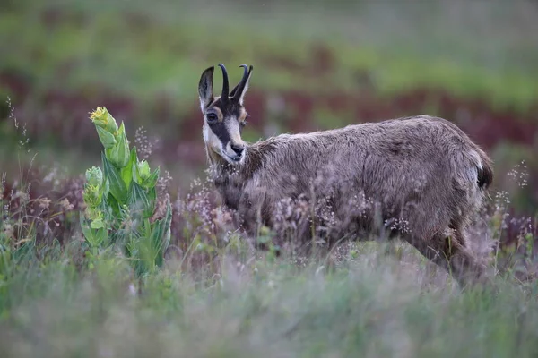 Chamois Rupicapra Rupicapra Siedlisku Przyrodniczym Wogezie Francja — Zdjęcie stockowe