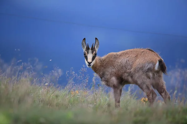 Chamois Rupicapra Rupicapra Natural Habitat Vosges Mountains France — Stock Photo, Image