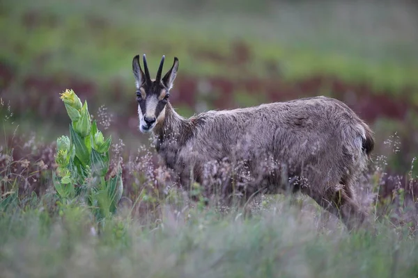 Gemsen Rupicapra Rupicapra Natürlichen Lebensraum Vogesen Frankreich — Stockfoto