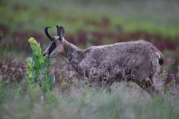 Chamois Rupicapra Rupicapra Nell Habitat Naturale Vosges Mountains Francia — Foto Stock