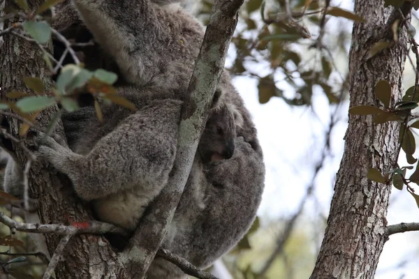 Bebê Coala Mãe Sentados Uma Árvore Gengiva Magnetic Island Queensland — Fotografia de Stock