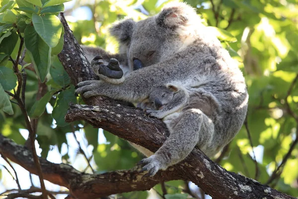 Baba Koala Anya Egy Rágógumifán Mágneses Szigeten Queensland Ausztrália — Stock Fotó