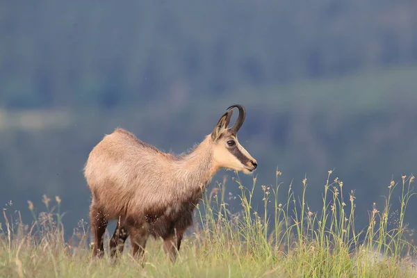 Chamois Rupicapra Rupicapra Natural Habitat Vosges Mountains France — Stock Photo, Image