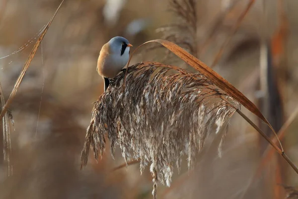 Bearded Reedling Bearded Tit Panurus Biarmicus Baden Wuerttemberg Germany — Photo