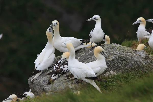 Ilha Gannet Norte Morus Bassanus Runde Noruega — Fotografia de Stock