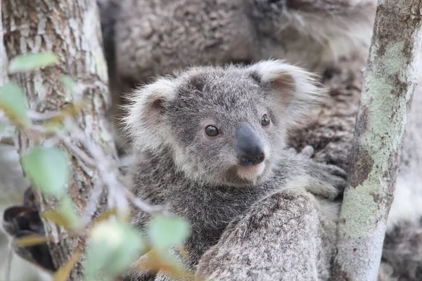 Koala Selvagem Seu Bebê Sentado Uma Árvore Magnetic Island Queensland — Fotografia de Stock