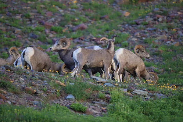 Bighorn Sheep Natural Habitat Glacier National Park Montana Usa — Stock fotografie