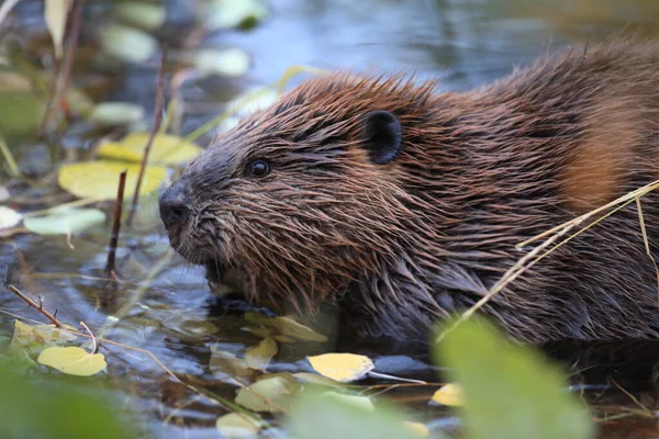 Beaver Norte Americano Castor Canadensis Comendo Alaska Eua — Fotografia de Stock