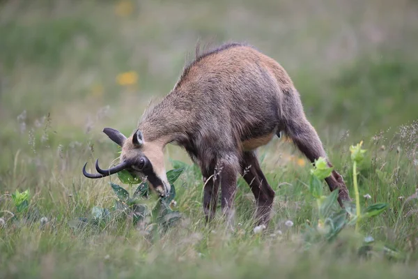 Chamois Rupicapra Rupicapra Hábitat Natural Montañas Vosgos Francia —  Fotos de Stock