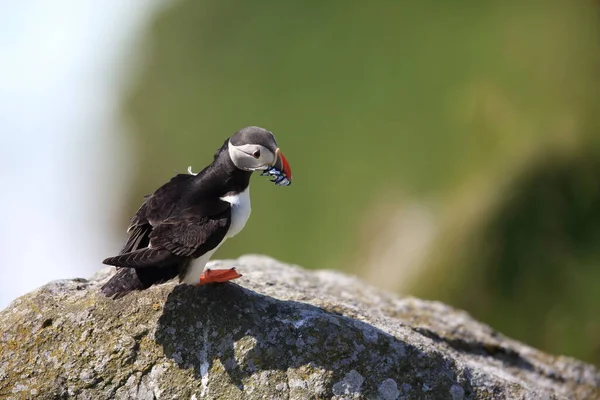 Atlantische Papegaaiduiker Puffin Fratercula Arctica Noorwegen — Stockfoto